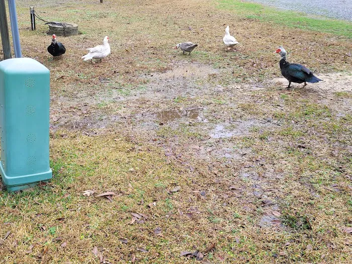 Country Side RV Park & Tradin Picture 2