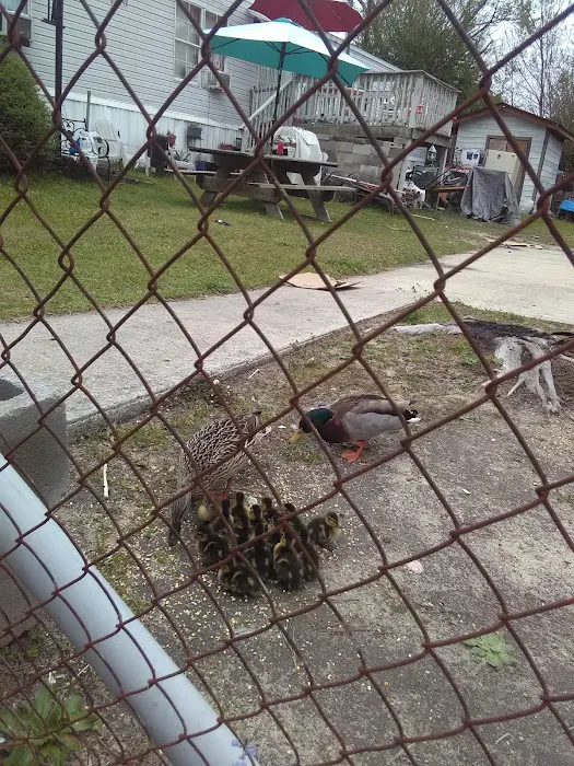 Lakewood Mobile Home Park Inc Picture 2