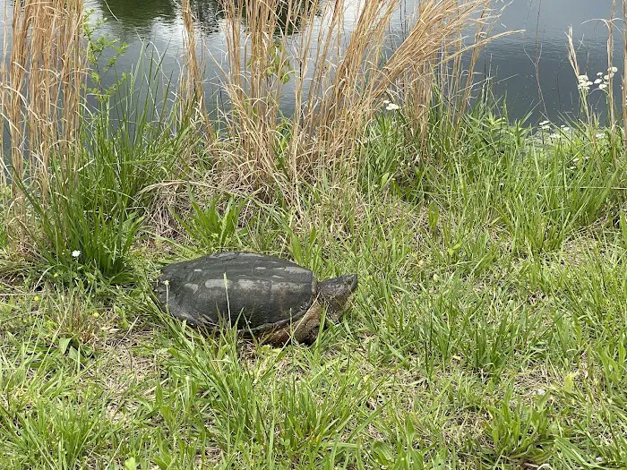 Turtle Pond RV Picture 1
