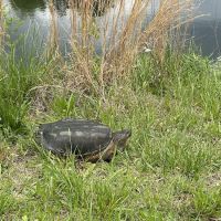 Turtle Pond RV ico