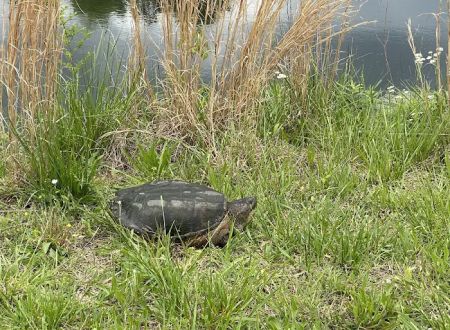 Turtle Pond RV