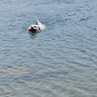 Pottawatomie Lake camping ico