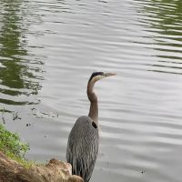 Crooked Creek Campground ico