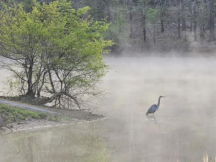 Hidden Oasis at White Oak Landing Picture 9