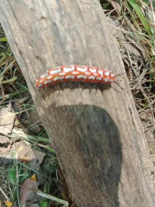 Red Oak Point Picture 8