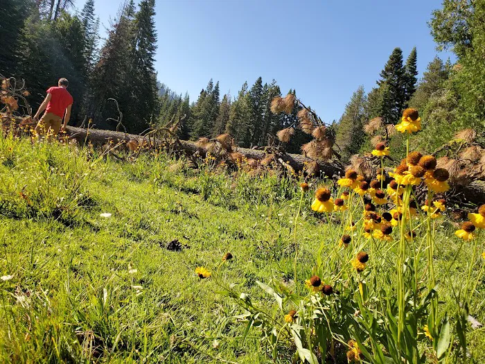 Redwood Meadow Campground Picture 10