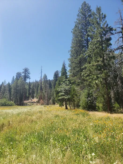 Redwood Meadow Campground Picture 9
