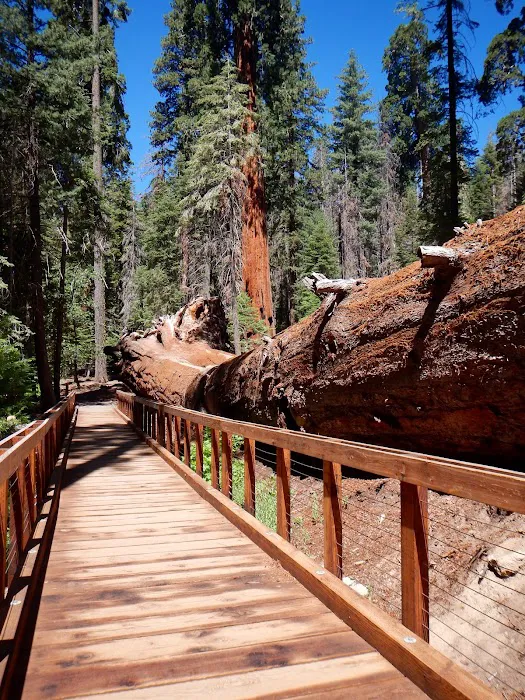 Redwood Meadow Campground Picture 6