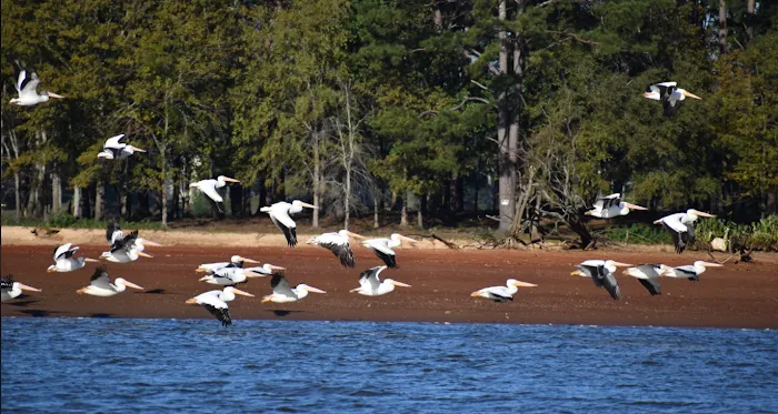 Lakeside Landing RV Park & Marina Picture 3