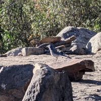 Brush Creek Campground ico