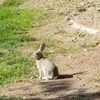 Quail Valley Recreational Village ico