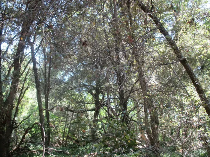 Quail Valley Recreational Village Picture 6