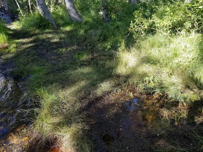 Upper Sage Flat Campground Picture 6