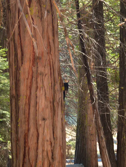 Lair of the Golden Bear - Camp Gold Picture 4