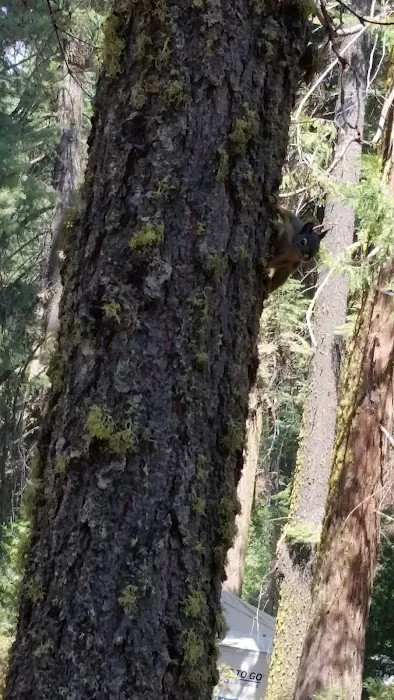 Lair of the Golden Bear - Camp Oski Picture 5