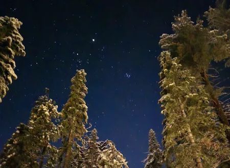 Lair of the Golden Bear - Camp Oski
