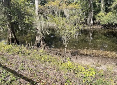 Coleman Lake Campground