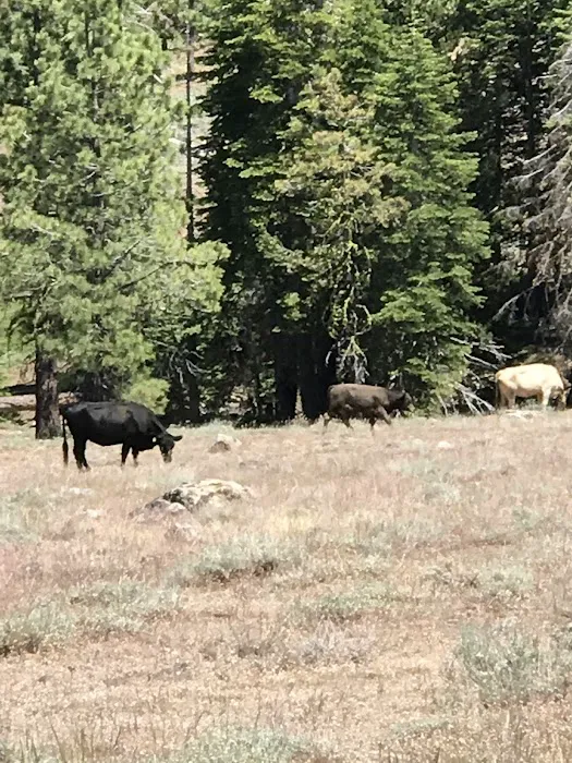 Mill Creek Campground Picture 4