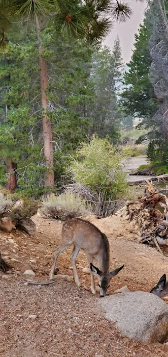 Robinson Creek South Campground Picture 3