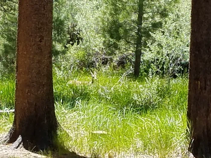 Robinson Creek North Campground Picture 1