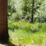 Robinson Creek North Campground