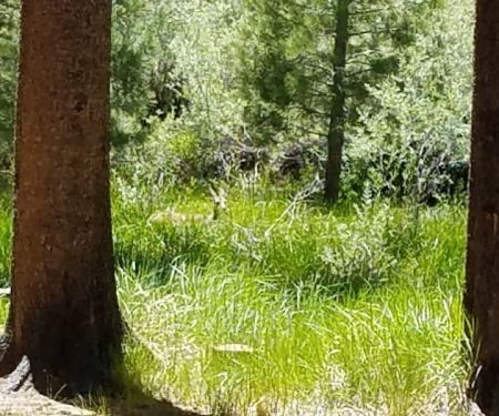 Robinson Creek North Campground