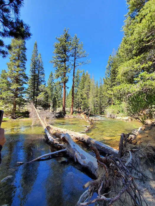 Robinson Creek North Campground Picture 9