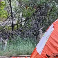 Honeymoon Flat Lower Campground ico