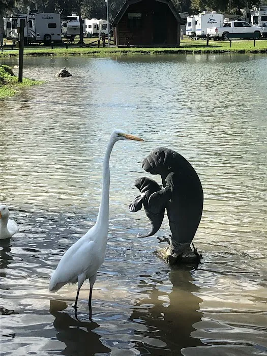 Ocala RV Camp Resort Picture 6