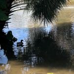 Ocala RV Camp Resort