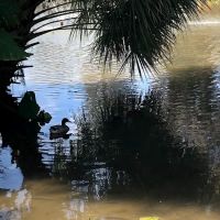 Ocala RV Camp Resort ico