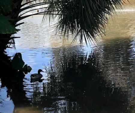 Ocala RV Camp Resort