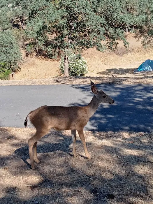 Lake Tulloch RV Campground & Marina Picture 3