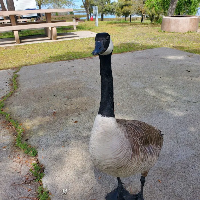 Blonde Island Campground Picture 7