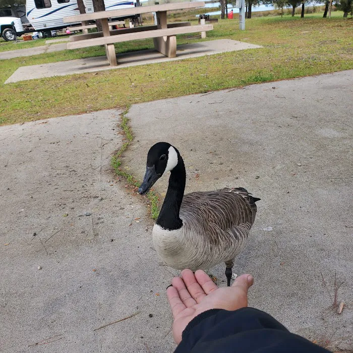 Blonde Island Campground Picture 2