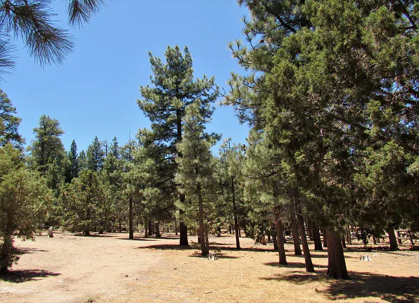 Sky Ranch in Big Bear Picture 5