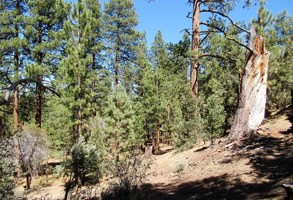 Sky Ranch in Big Bear Picture 2