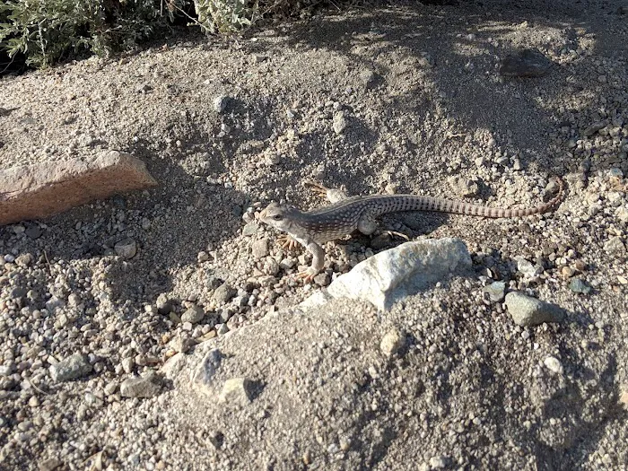 Corn Spring Campground Picture 10