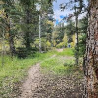 Spruce Group Campsite ico