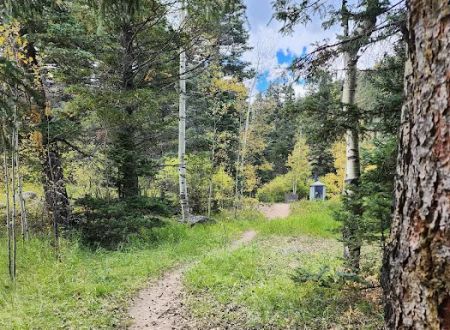 Spruce Group Campsite