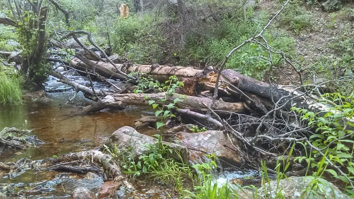 Ponderosa Group Campground Picture 1