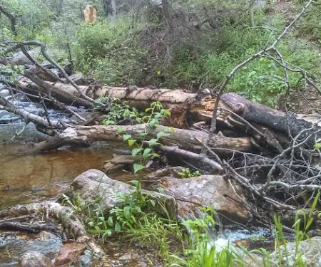 Ponderosa Group Campground