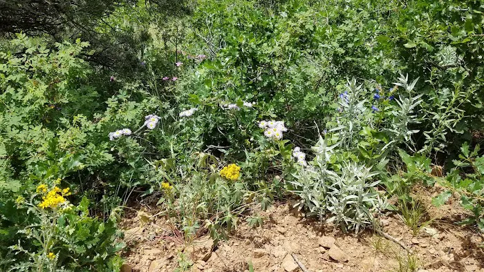 Ponderosa Group Campground Picture 9