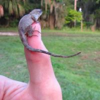 Withlacoochee Backwaters RV & MH Park ico