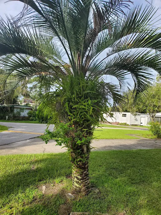 Live Oaks Mobile-Home Park Picture 5