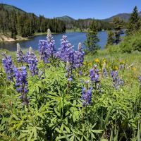 Hahns Peak Lake Campground ico