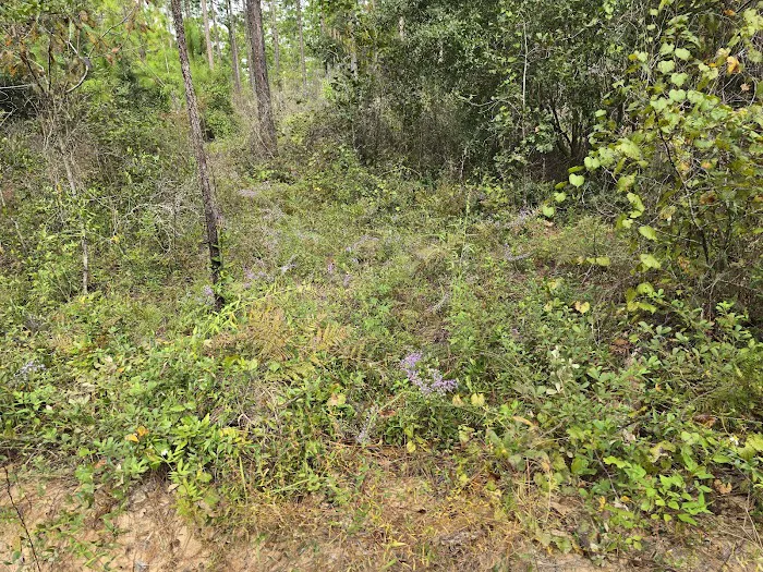 Ocala National Forest RV Park on Sunrise Lake Picture 4