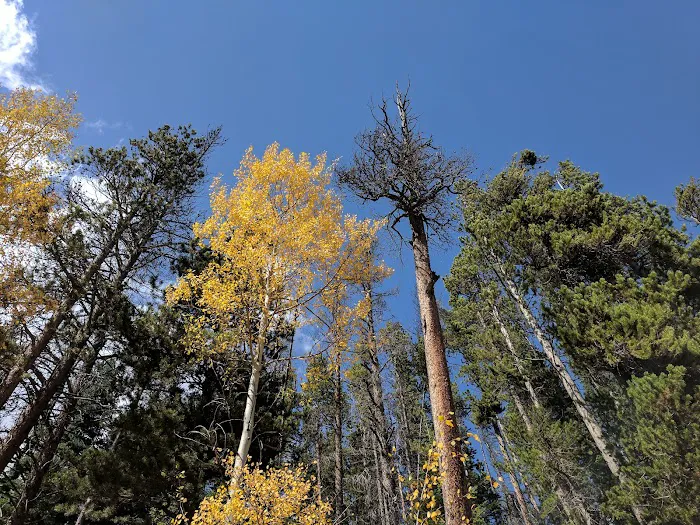 North Fork Poudre Campground Picture 2