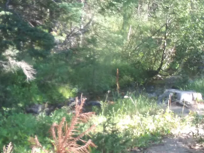 North Fork Poudre Campground Picture 3