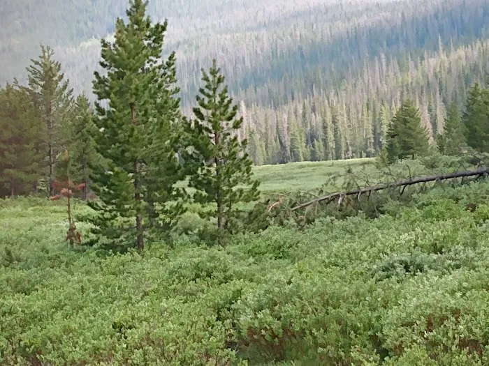 Hohnholz Lakes Campground Picture 7